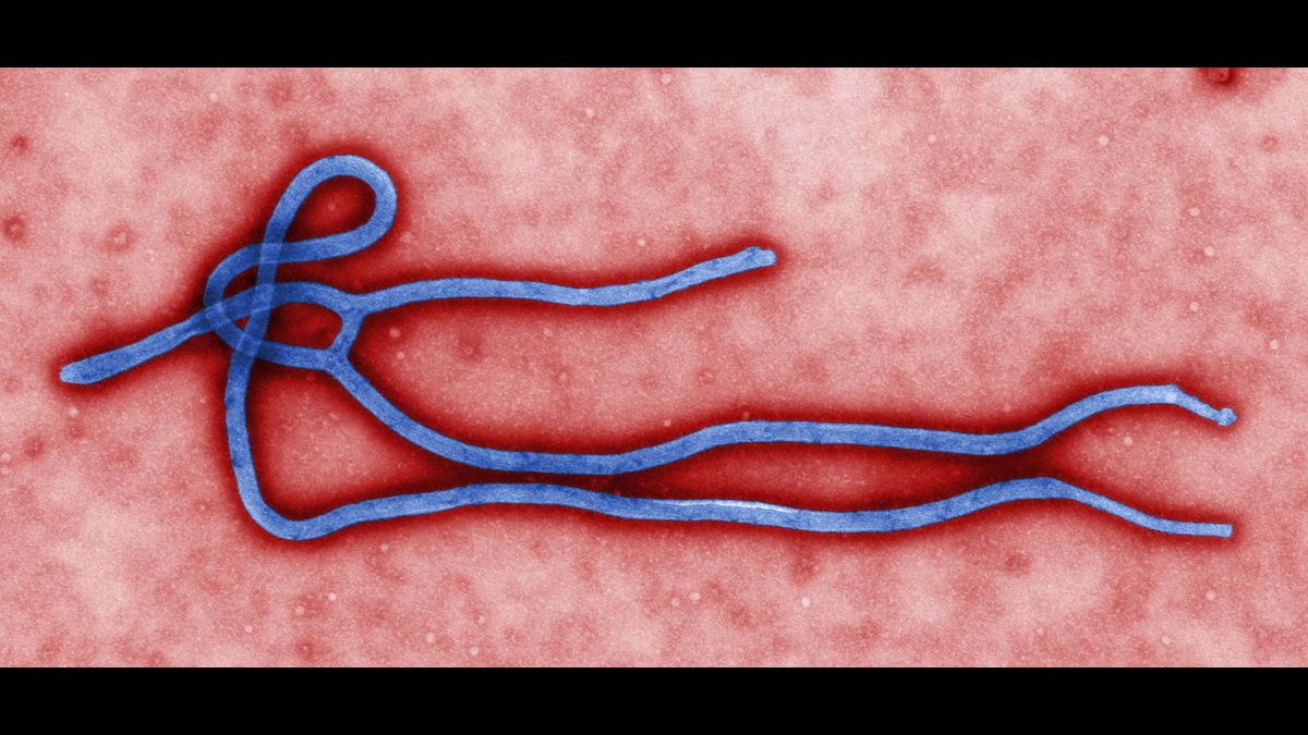 Entenda o risco: Ebola chega à Nigéria e já passa de 4.700 mortes na África; o Brasil corre risco?